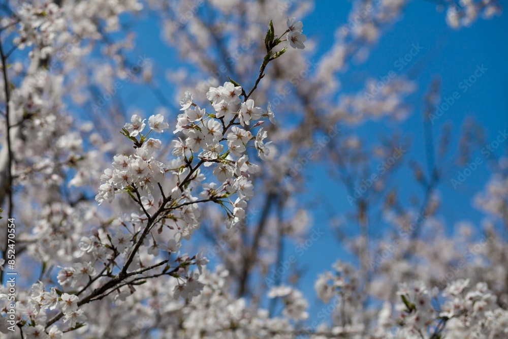 Fresh outdoor wild flowers, fresh flowers, cherry blossom plants Fresh outdoor wild flowers, fresh flowers, cherry blossom plants