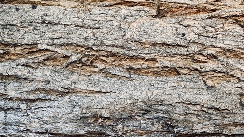 Texture of dry wood background close up brown wood Rugged, Beautiful patterns in a creative nature