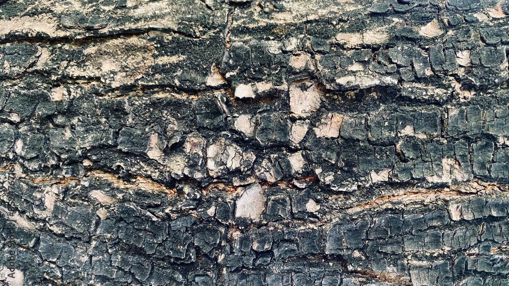 Fototapeta premium Abstract old wood cracked texture, Black wood and has a rich, warm tone, Beautiful patterns in a creative nature