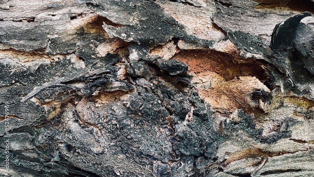 Abstract old wood cracked texture, Black wood and has a rich, warm tone, Beautiful patterns in a creative nature Abstract old wood cracked texture, Black wood and has a rich, warm tone, Beautiful patterns in a creative nature