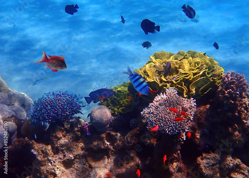 Nature of coral reefs showing great biodiversity of tropical marine ecosystem...