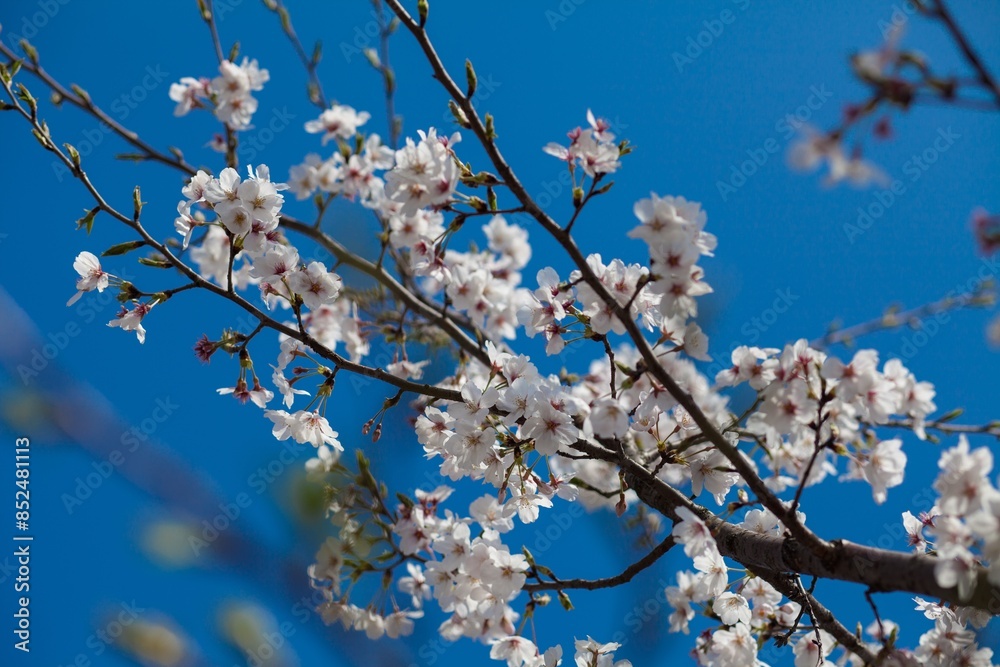 Fresh outdoor wild flowers, fresh flowers, cherry blossom plants Fresh outdoor wild flowers, fresh flowers, cherry blossom plants