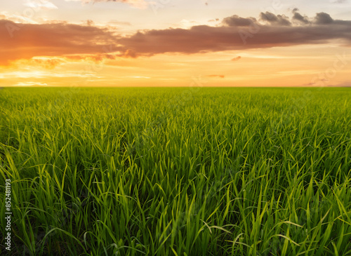 Green field with clen sunset sky background. photo
