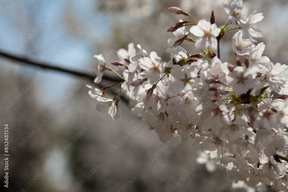 Fresh outdoor wild flowers, fresh flowers, cherry blossom plants Fresh outdoor wild flowers, fresh flowers, cherry blossom plants