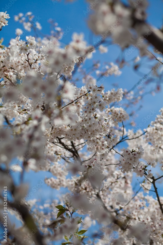 Fresh outdoor wild flowers, fresh flowers, cherry blossom plants Fresh outdoor wild flowers, fresh flowers, cherry blossom plants