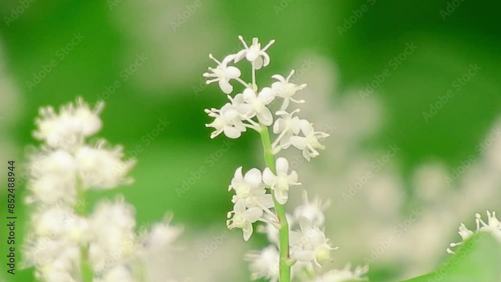【山野草】マイヅルソウ(舞鶴草):Maianthemum dilatatum 240611-1 【山野草】マイヅルソウ(舞鶴草):Maianthemum dilatatum 240611-1