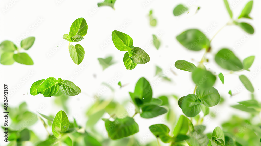 Fresh Oregano Leaves Floating on White Background Fresh Oregano Leaves Floating on White Background