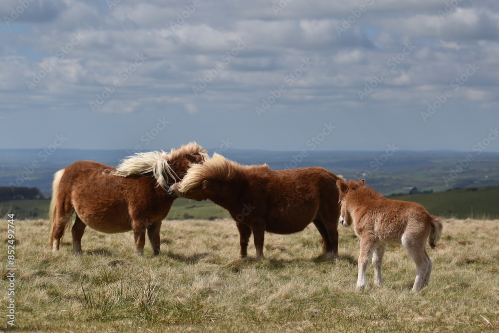 Fototapeta premium a young pony foal on the top of Dartmoor 