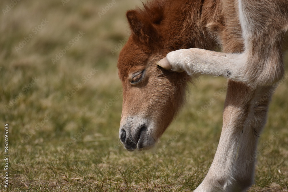 Fototapeta premium a young pony foal on the top of Dartmoor 