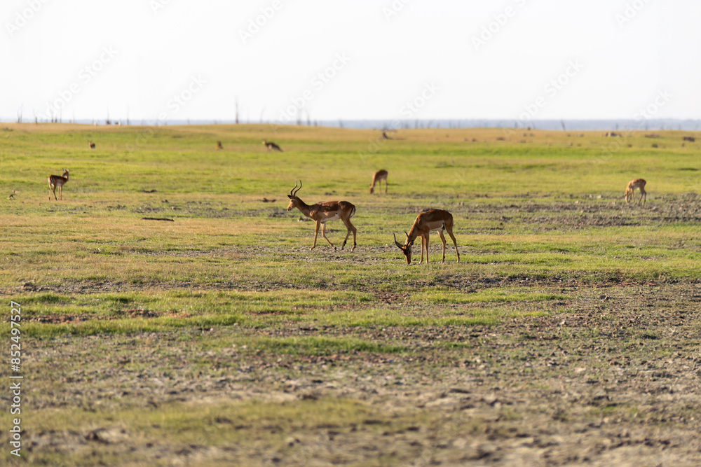 Fototapeta premium View of the gazelle on the meadow