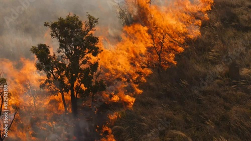 Fire in nature and burning of trees and reeds and escape of animals photo