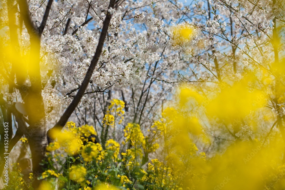 Yellow rapeseed flowers growing in the wild
Yellow rapeseed flowers growing in the wild
