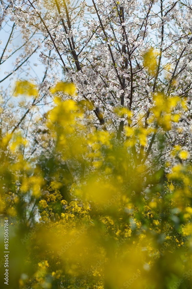 Yellow rapeseed flowers growing in the wild
Yellow rapeseed flowers growing in the wild