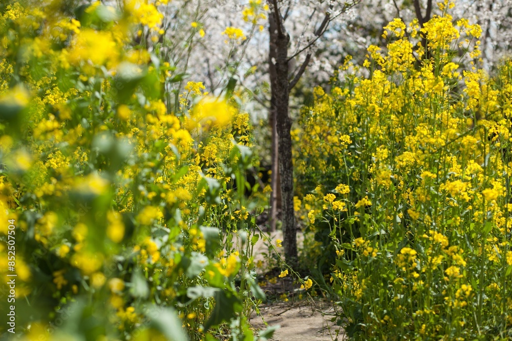 Yellow rapeseed flowers growing in the wild
Yellow rapeseed flowers growing in the wild