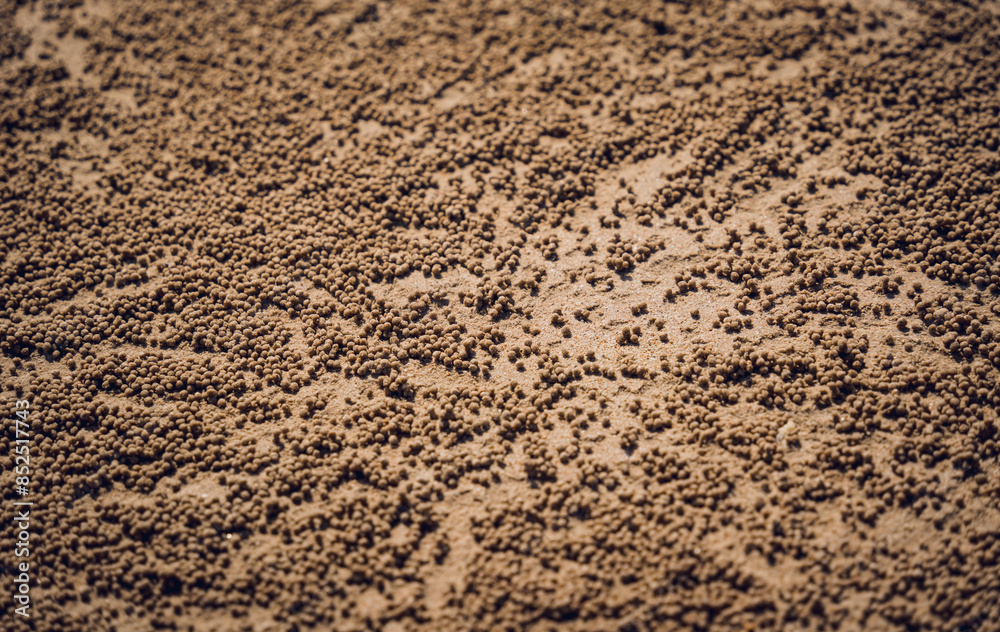 Crabs dug holes and left sand balls on the beach Crabs dug holes and left sand balls on the beach