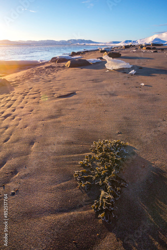 Frozen fucus algae on sand of Guba Voronya. Kola Peninsula winter landscape photo