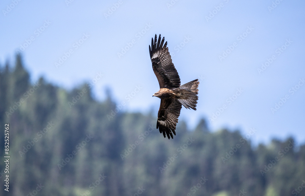 black kite in flight in search of food on a sunny day in the south of Altai in the Kosh Agach region black kite in flight in search of food on a sunny day in the south of Altai in the Kosh Agach region