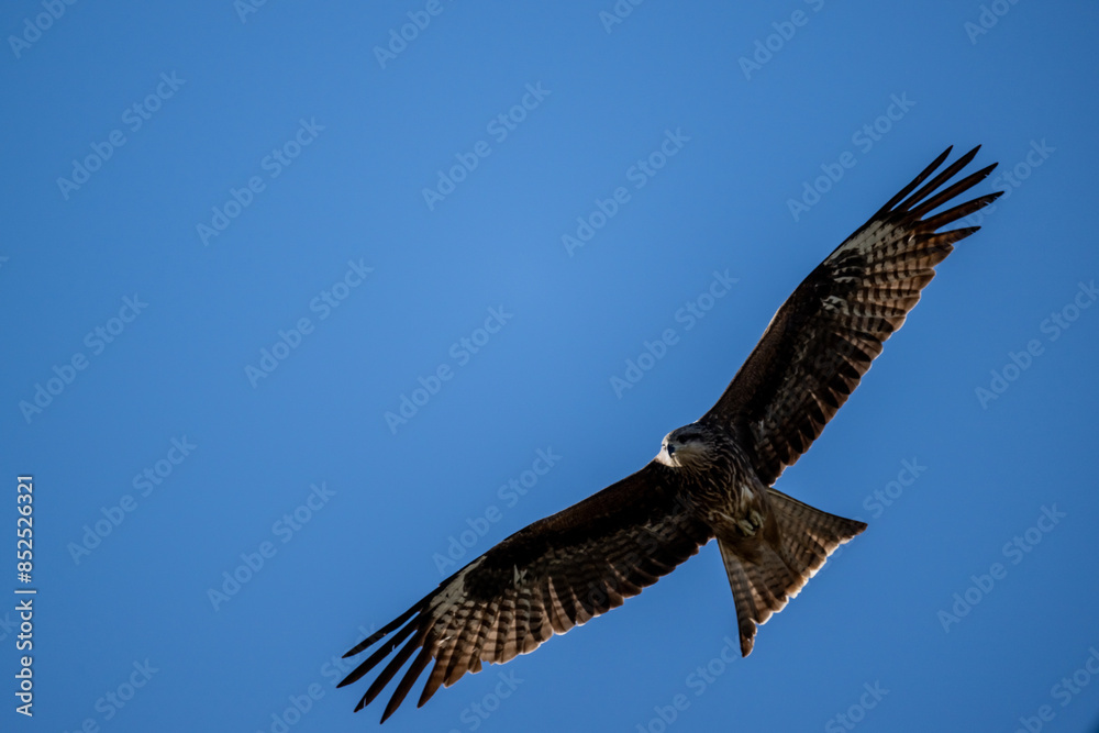 Obraz premium black kite in flight in search of food on a sunny day in the south of Altai in the Kosh Agach region