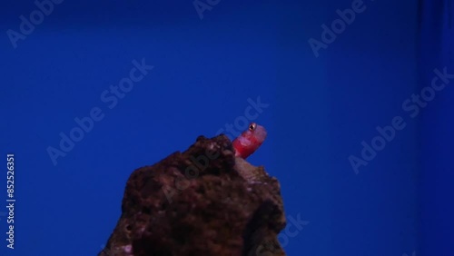 Beautiful fish in the aquarium on decoration of aquatic plants background.