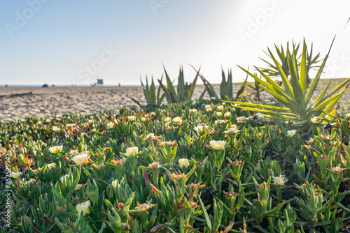 Carpobrotus edulis is a ground-creeping plant with succulent leaves in the genus Carpobrotus, hottentot-fig,sour fig, ice plant, vygie or highway ice plant. Santa Monica State Beach, Los Angeles photo