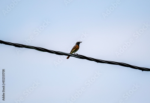 a warbler looking for food on a sunny day in the south of Altai in the Kosh Agach region photo