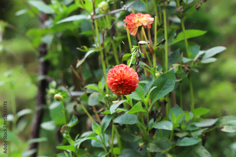 Nice greenery with beautiful dahlia flowers -Gardening Nice greenery with beautiful dahlia flowers -Gardening