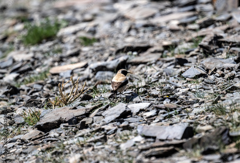 desert wheatear in search of food on a sunny day in the south of Altai in the Kosh Agach region desert wheatear in search of food on a sunny day in the south of Altai in the Kosh Agach region