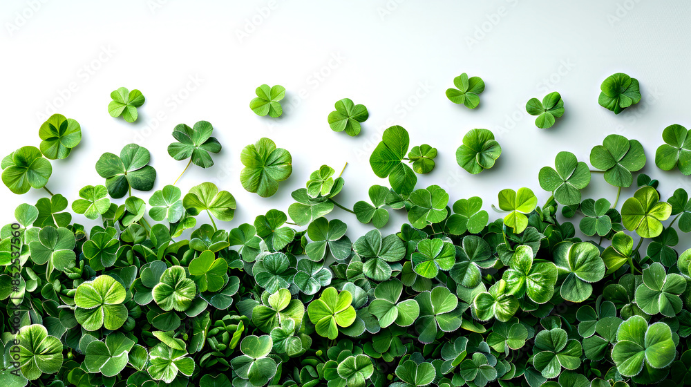 Clover leaves scattered on a white background. Clover leaves scattered on a white background.