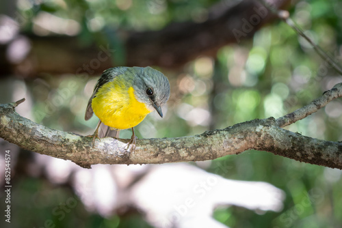 Eastern Yellow Robin