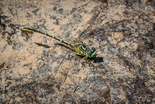 Dragonfly Perched