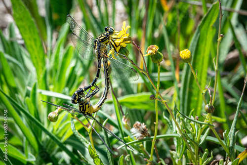 Dragonflies Mating