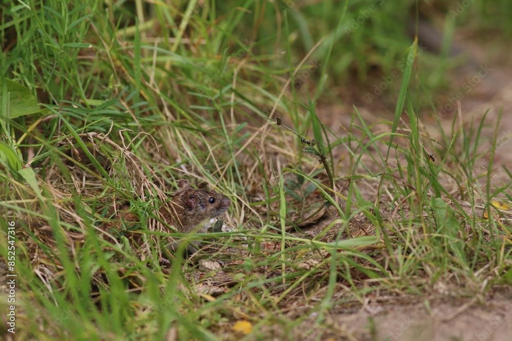 Fototapeta premium mysz polna