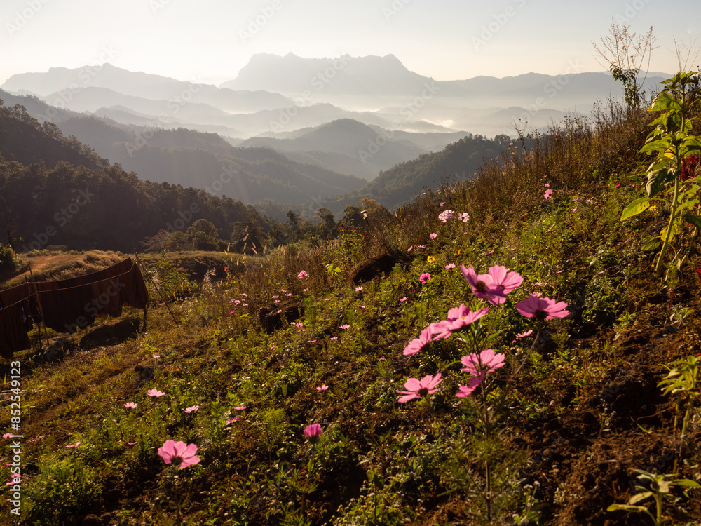 Doi Luang Chiang Dao mountain at morning with Cosmos flower on the hill. Chiang Mai - Thailand Doi Luang Chiang Dao mountain at morning with Cosmos flower on the hill. Chiang Mai - Thailand