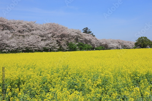権現堂堤　桜と菜の花　埼玉県幸手市