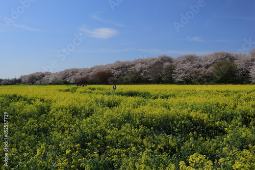 権現堂堤　桜と菜の花　埼玉県幸手市