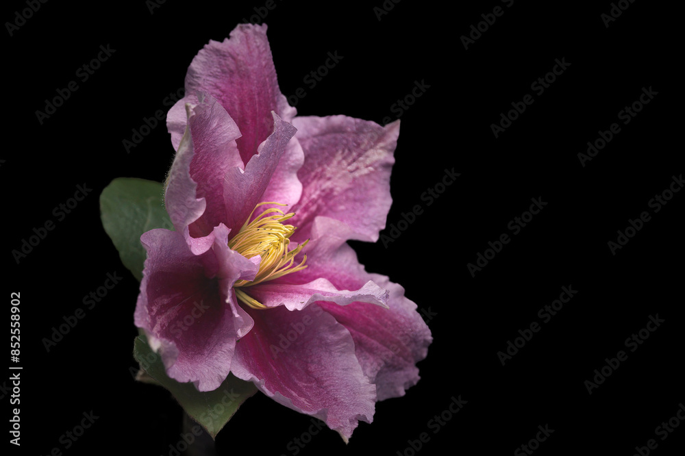 Fototapeta premium Pink Clematis on a Black Background