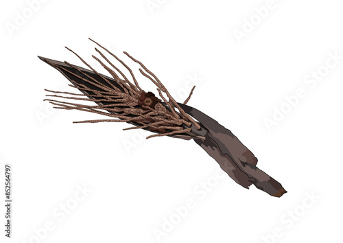 dry coconut bunch fell from a coconut tree onto the ground and isolated on white background illustration vector
