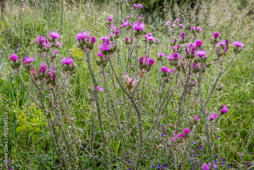 Cirsium vulgare. Group of common or vulgar thistles with their inflorescences.