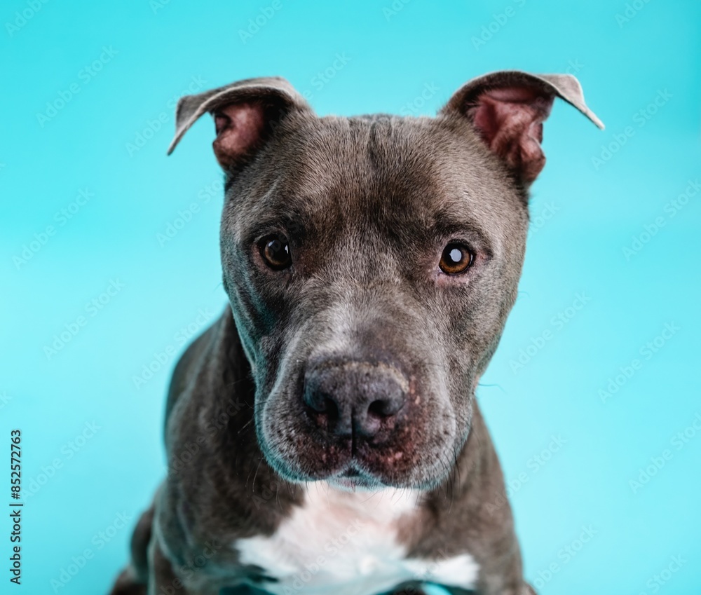 Cute American Pitbull dog looking at camera Cute American Pitbull dog looking at camera