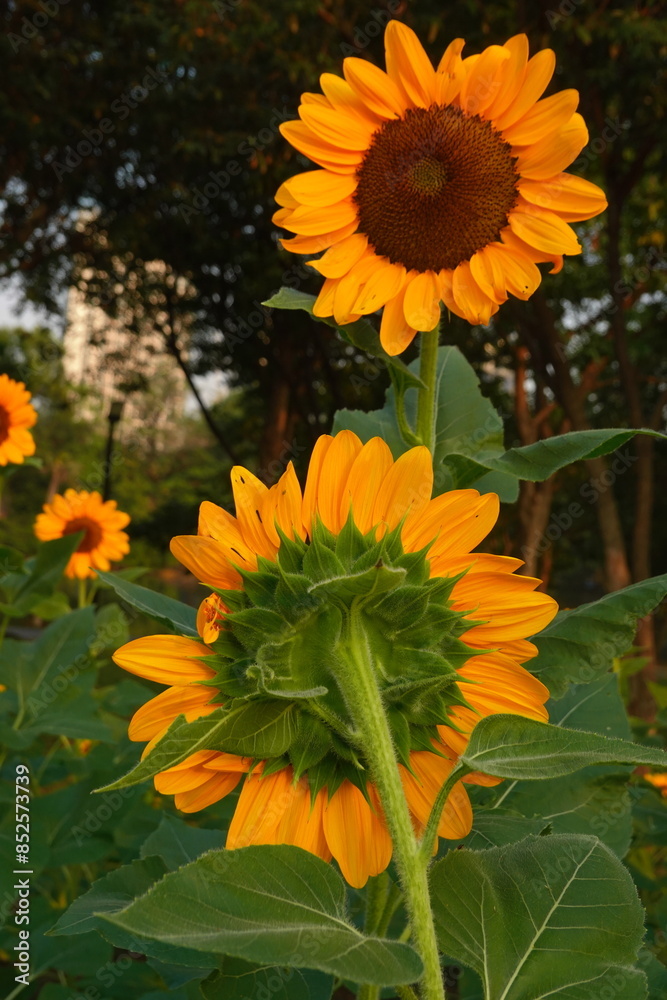 Obraz premium Field of sunflowers with the bright sunlight. Sunflower photos on the rear. Sunflowers are the flowers like sunny
