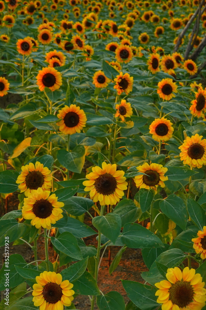 Field of sunflowers with the bright sunlight. Sunflower photos on the rear. Sunflowers are the flowers like sunny Field of sunflowers with the bright sunlight. Sunflower photos on the rear. Sunflowers are the flowers like sunny
