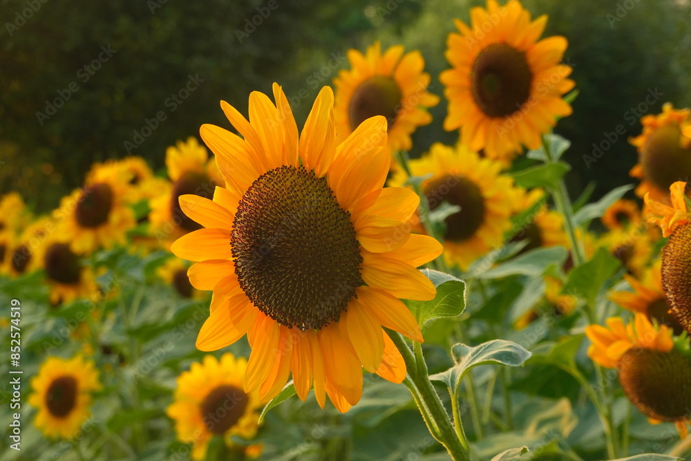 Field of sunflowers with the bright sunlight. Sunflower photos on the rear. Sunflowers are the flowers like sunny Field of sunflowers with the bright sunlight. Sunflower photos on the rear. Sunflowers are the flowers like sunny