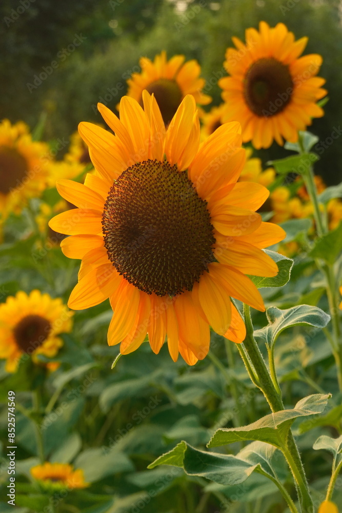Fototapeta premium Field of sunflowers with the bright sunlight. Sunflower photos on the rear. Sunflowers are the flowers like sunny