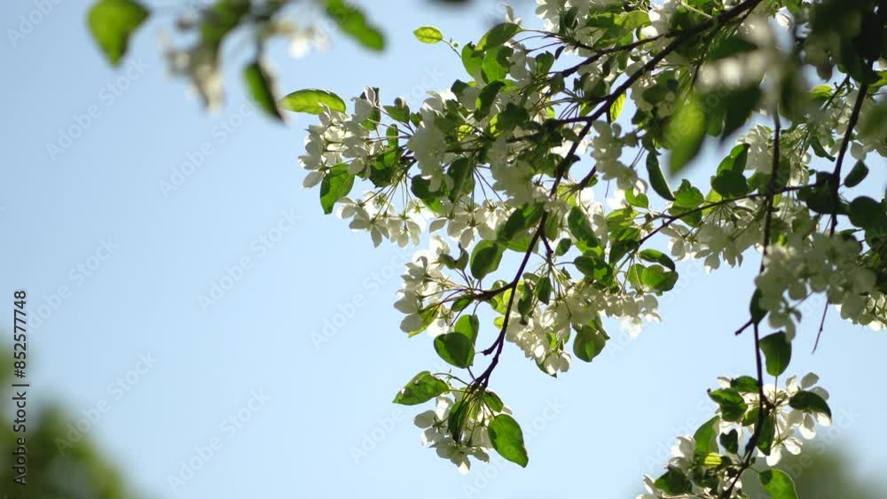White flowering apple tree over blue sky, soft focus, blurred backgroung. Blossoming old tree in Spring time, season in nature. White flowering apple tree over blue sky, soft focus, blurred backgroung. Blossoming old tree in Spring time, season in nature.