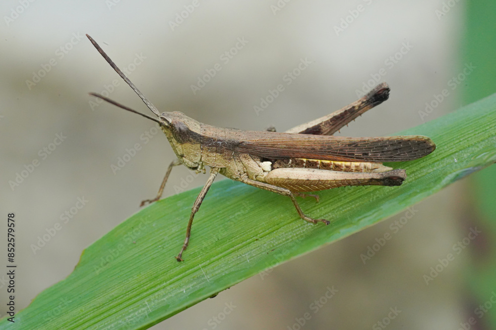 These grasshoppers belong to the family Tettigoniidae, also known as katydids or bush crickets, and the family Acrididae, which includes true grasshoppers. These grasshoppers belong to the family Tettigoniidae, also known as katydids or bush crickets, and the family Acrididae, which includes true grasshoppers.