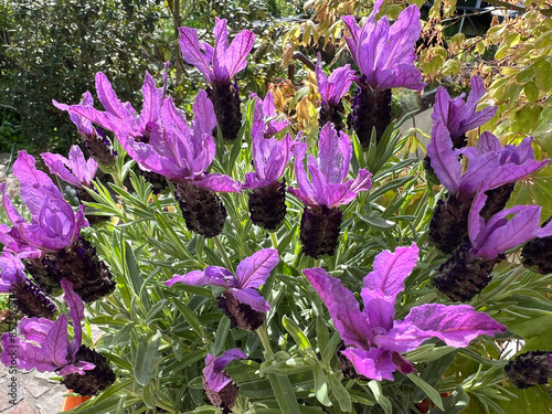 Lavender, Lavandula stoechas