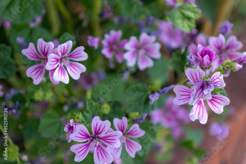 ゼニアオイの花