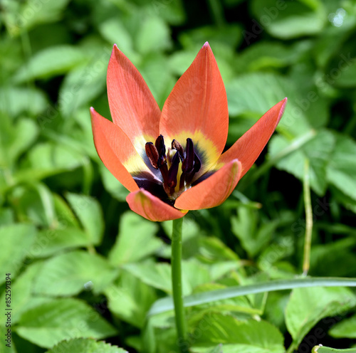 Kretische Rock Tulip, Tulipa saxatilis
