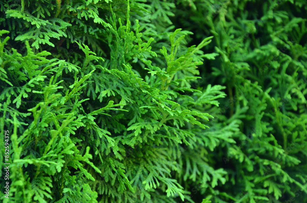 Green branches of the thuja tree Green Giants. Closeup photo. Landscaping concept. Coniferous background. Free copy space Green branches of the thuja tree Green Giants. Closeup photo. Landscaping concept. Coniferous background. Free copy space