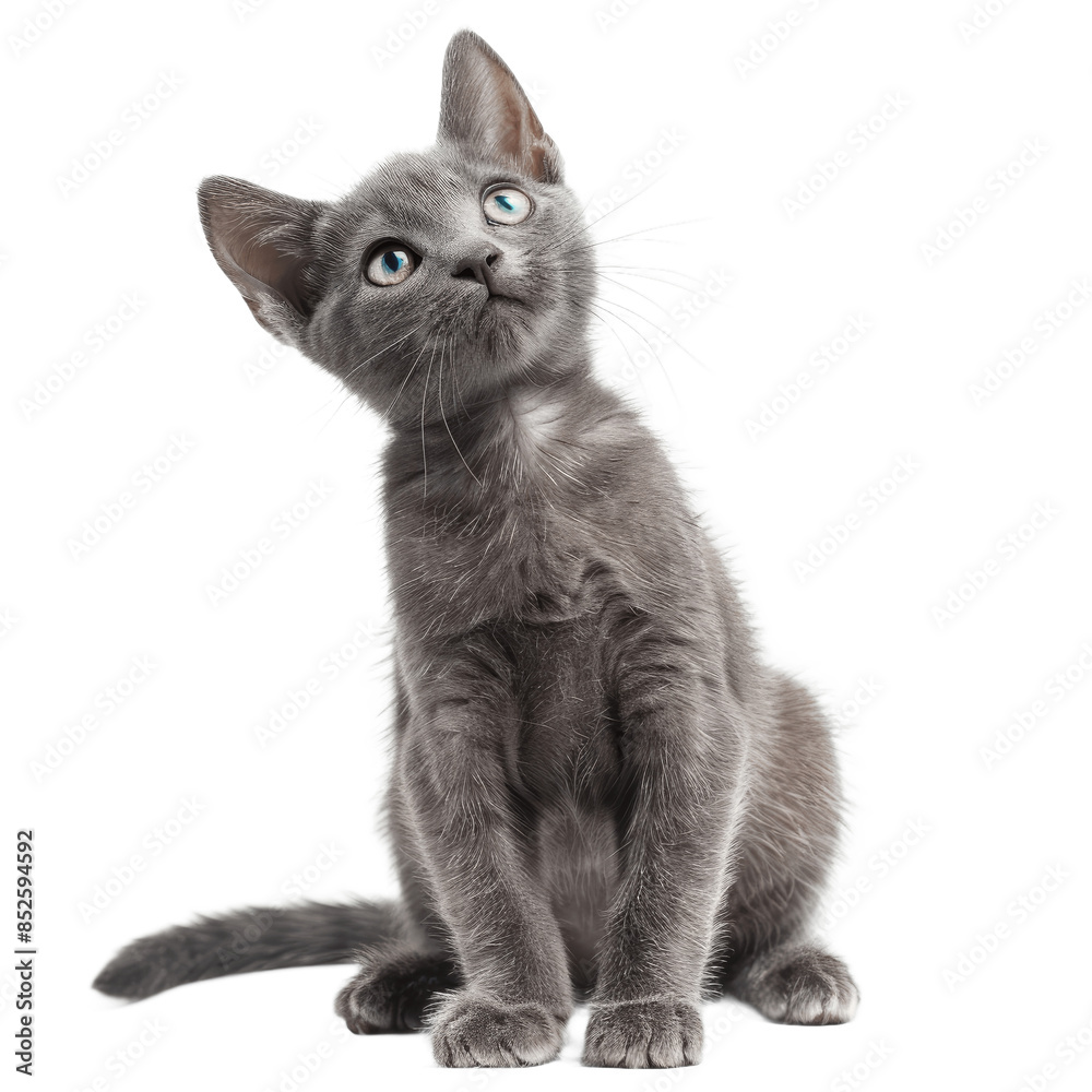Obraz premium Cute curious Russian Blue cat kitten sitting up side ways Looking towards camera with cute head tilt Isolated on transparent background